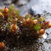 Hooded Bristle-Moss - Photo (c) Stefan Gey, some rights reserved (CC BY-NC), uploaded by Stefan Gey