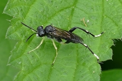 Macrophya montana