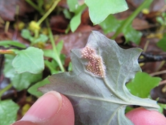 Puccinia maculosa