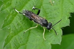 Macrophya montana