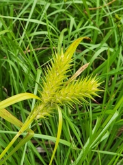 Carex lupuliformis