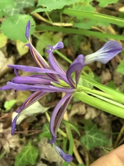 Iris sintenisii