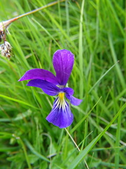 Viola lutea