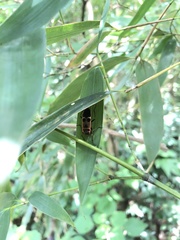 Physopelta gutta gutta