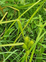 Carex lupuliformis