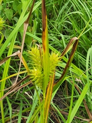 Carex lupuliformis