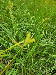 Carex lupuliformis