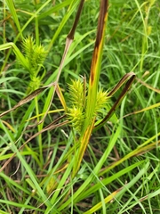 Carex lupuliformis