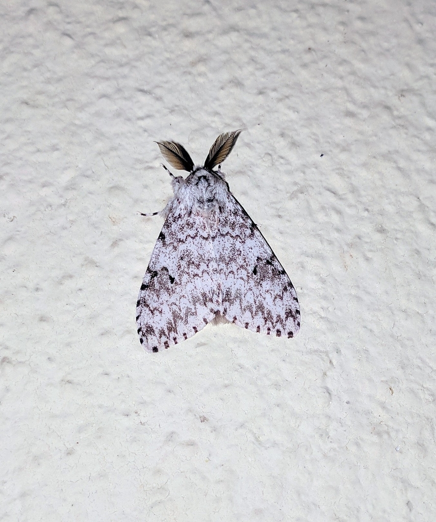 Lymantria strigatoides