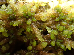 Sphagnum platyphyllum
