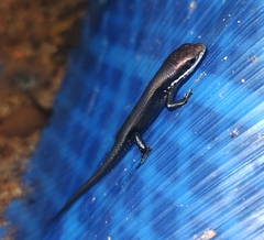 Eutropis macularia