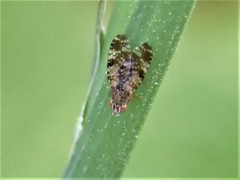 Tephritis vespertina