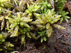Sphagnum platyphyllum