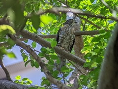 Accipiter trivirgatus