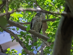 Accipiter trivirgatus