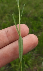 Euphorbia microcarpa