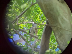 Accipiter trivirgatus