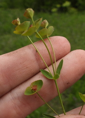 Euphorbia microcarpa