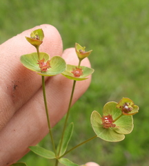 Euphorbia microcarpa