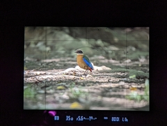 Pitta moluccensis