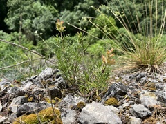 Dracocephalum austriacum