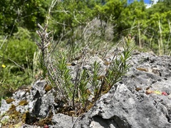 Dracocephalum austriacum