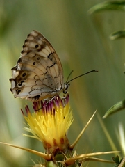 Melanargia titea