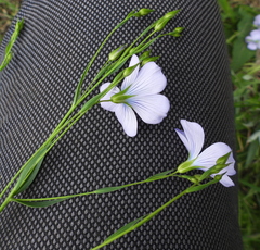 Linum nervosum