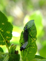 Bibio leucopterus
