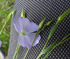 Linum nervosum