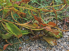 Potamogeton coloratus