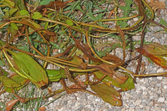 Potamogeton coloratus