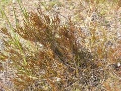 Calluna vulgaris