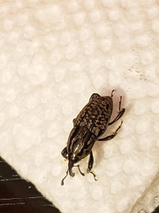 Sphenophorus cariosus