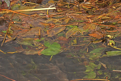 Potamogeton coloratus