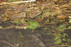 Potamogeton coloratus