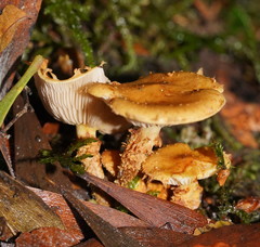 Pholiota squarrosipes