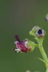 Scrophularia juratensis