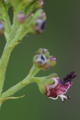 Scrophularia juratensis
