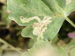 Phytomyza ranunculi