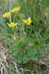 Ranunculus montanus