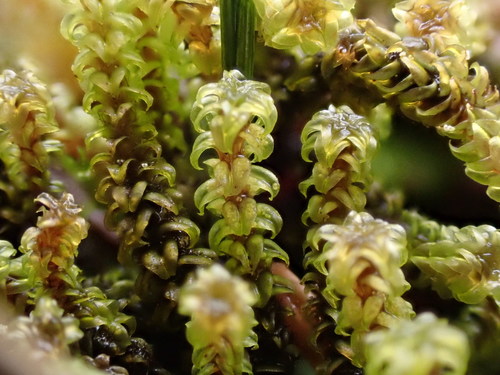 Meesiaceae
