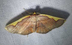 Nothomiza flavicosta