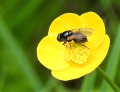 Cheilosia albitarsis