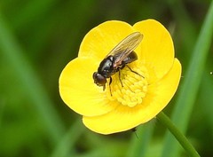 Cheilosia albitarsis