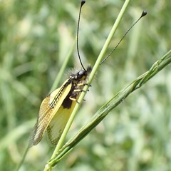 Libelloides baeticus