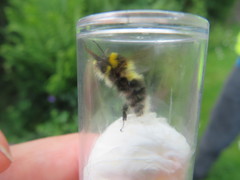 Bombus jonellus