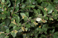 Cotoneaster acutifolius