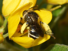 Macropis europaea