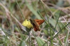 Ochlodes sylvanus